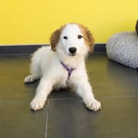 Aleika unsere kleine Schönheit.., Hündin zur Adoption