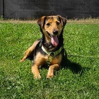 Salmo möchte mit Dir die Welt entdecken, Hund zur Adoption
