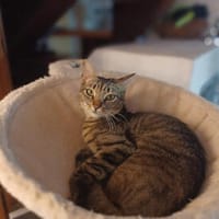Vagia, tapfere Gefährtin, ca. 1 Jahr, Katze zur Adoption
