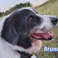 Bruno 2 - gemütlich, ruhig - Gnadenbrot, Hund zur Adoption