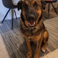 Zauberhafter Sirius wurde ausgesetzt!, Hund zur Adoption