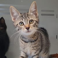 SAMIRE, chatte à adopter