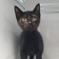 ZERATU, chat à adopter