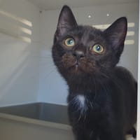 SORIN, chatte à adopter