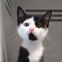 KURO, chat à adopter
