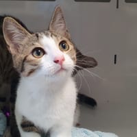 ZINC, chat à adopter