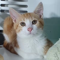 PRUNELLE, chatte à adopter