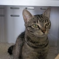 Nova, chatte à adopter