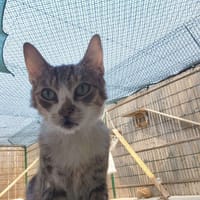 Opium, chat à adopter