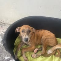 WATSON, chien à adopter
