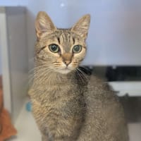 Foly, chatte à adopter