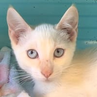 RAMSES, chat à adopter