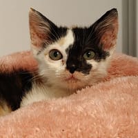Bataille (réservée), chatte à adopter