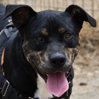 Willy (en cours d'adoption), chien à adopter