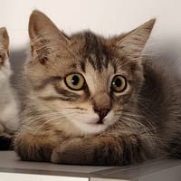 Tofu (réservée), chatte à adopter