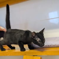 Kovu, chat à adopter