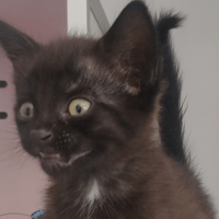 Berlioz, chat à adopter