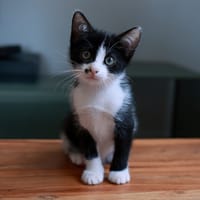Grammy pab28873, chatte à adopter