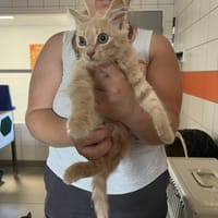 PEDRO, chat à adopter