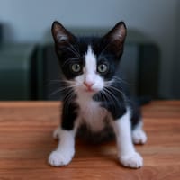 Oscar PAB28870, chat à adopter