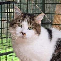 MINET, chat à adopter