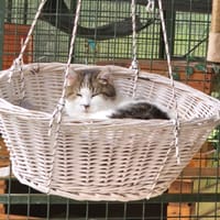 MINET, chat à adopter
