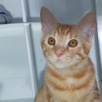 BADABOUM, chat à adopter