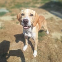 ABBY ( A TROUVE SA FAMILLE), chienne à adopter