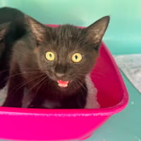 SALVADOR, chat à adopter