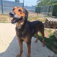 ODIN, chien à adopter