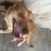 TACHA, chienne à adopter