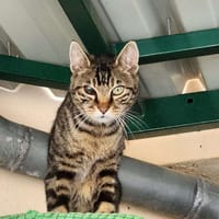 COCOON, chat à adopter