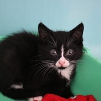 BEN HAB17647, chat à adopter