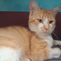 ROUQUEMOUTE, chat à adopter