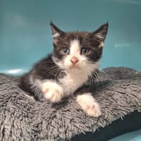 PANDA, chat à adopter