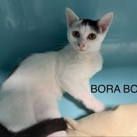 Bora-Bora, chatte à adopter