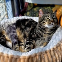 Bidibulle, chat à adopter