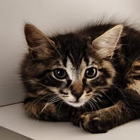 Lumo (résérvé), chat à adopter