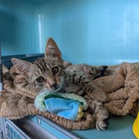 DAKOTA, chatte à adopter