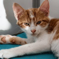 Sumi, chat à adopter