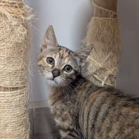 Kiara, chatte à adopter