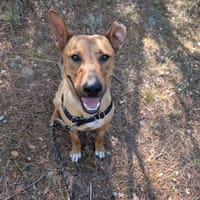 Firmin, chien à adopter