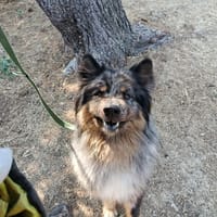 Usher, chien à adopter