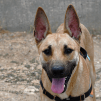Dewey, chien à adopter