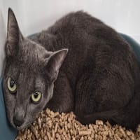 ARDOISE, chatte à adopter