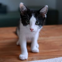 César PAB28871, chat à adopter
