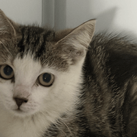 Miso, chatte à adopter