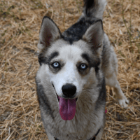 Lyna "en cours d'adoption", chienne à adopter