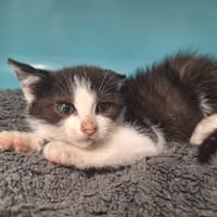 DOMINO, chat à adopter