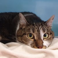 NALA CHA, chatte à adopter